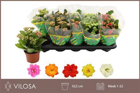 <h4>Kalanchoe Double Mix, 5 Colours</h4>