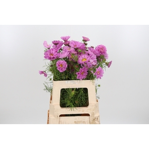 Cosmos Bipinnatus Pink