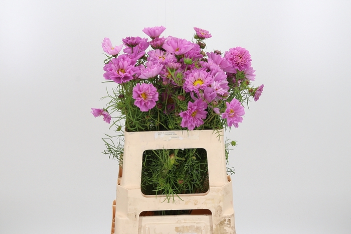 <h4>Cosmos Bipinnatus Pink</h4>