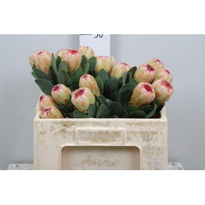 Protea Grandicolor