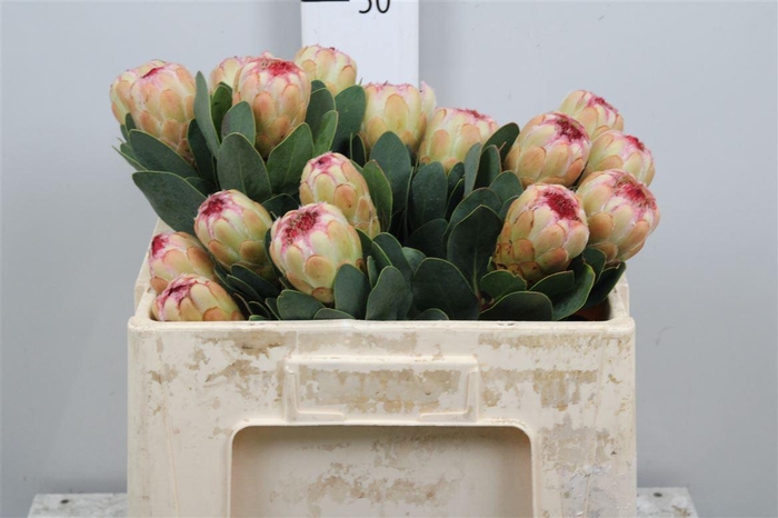 <h4>Protea Grandicolor</h4>