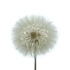 Pres Dandelion White