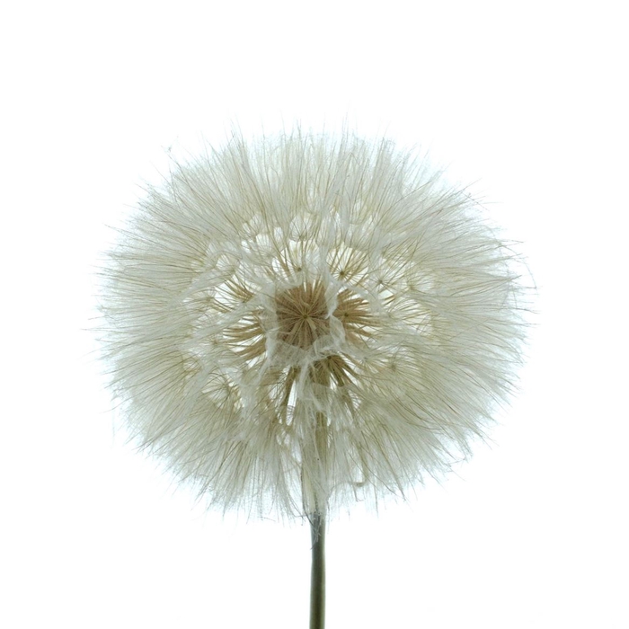 Pres Dandelion White