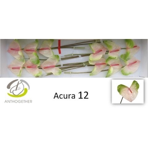 Anth A Acura 13 cm X12 Oosterzon