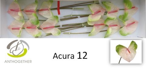 <h4>Anth A Acura 13 cm X12 Oosterzon</h4>