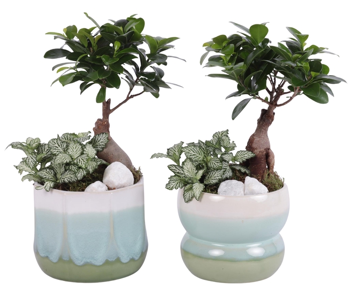 <h4>Yearround Arr. Indoor Ceramic Fresh Breeze FB675 Ø15cm 2PP</h4>