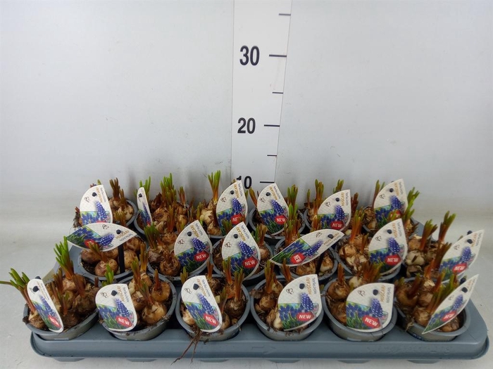 <h4>Muscari   ...</h4>