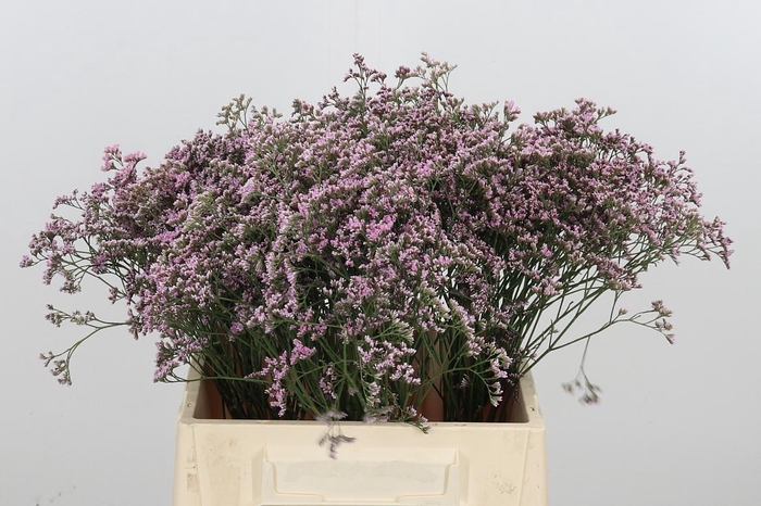 <h4>Lim Saf Oshi Pink</h4>