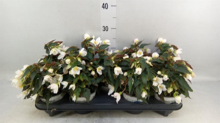 <h4>Begonia boliv. 'Beauvilia White'</h4>