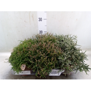 Rhipsalis   ...mix