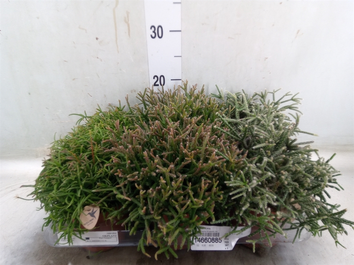 <h4>Rhipsalis   ...mix</h4>
