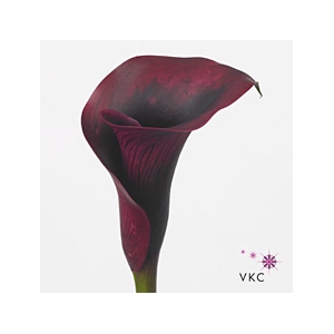 Calla Rudolph