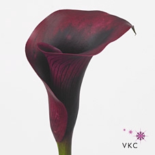 <h4>Calla Rudolph</h4>