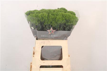 <h4>Di Barb Kiwi Mellow</h4>