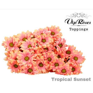 Chr T Tropical Sunset