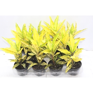 CROTON GOLDEN SUN P11