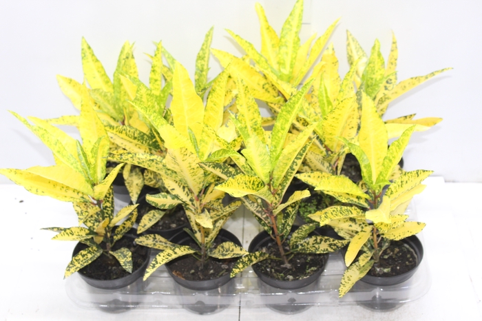 <h4>CROTON GOLDEN SUN P11</h4>