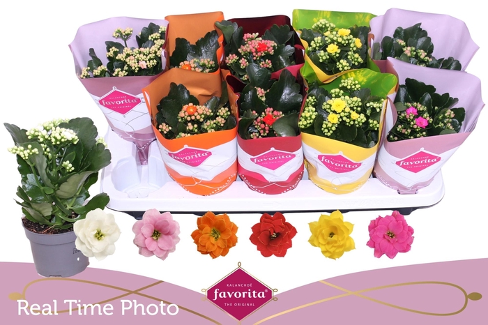 <h4>KAL GE PERF GEM 6 KL</h4>