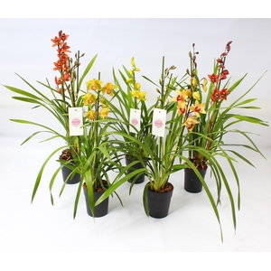 Cymbidium kleuren mix 2-3 tak
