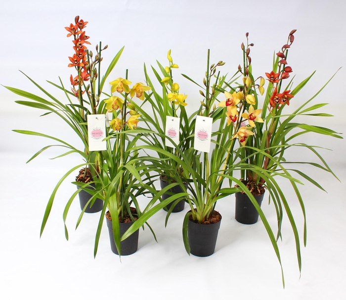 <h4>Cymbidium kleuren mix 2-3 tak</h4>