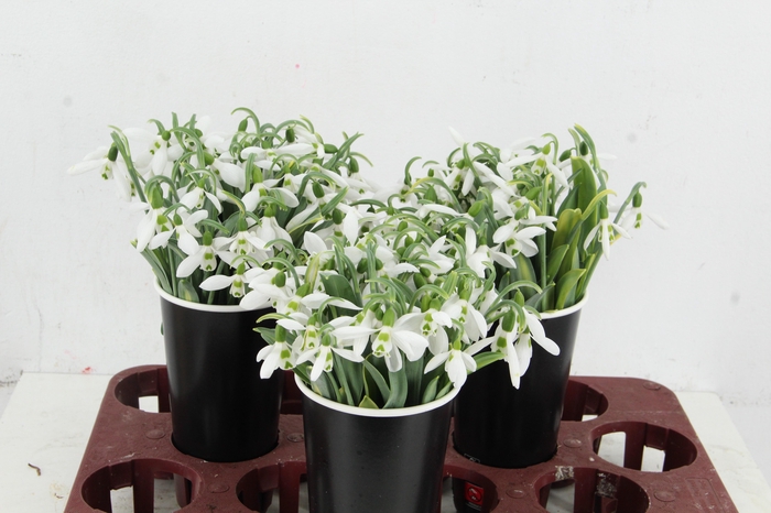 <h4>GALANTHUS NIVALIS</h4>