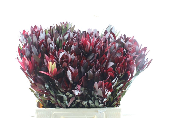 <h4>Leucad Saf Sunset</h4>