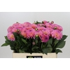 Dahlia Esli