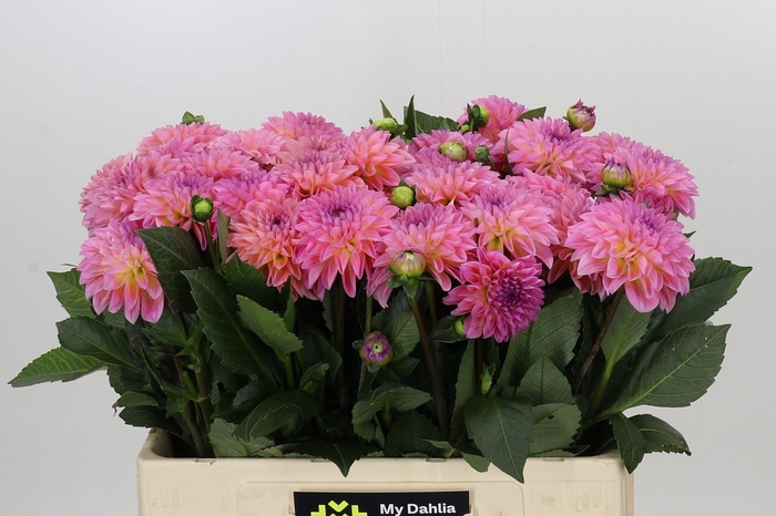 <h4>Dahlia Esli</h4>
