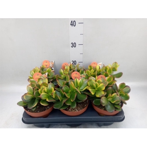 Crassula ovata 'Sunset'