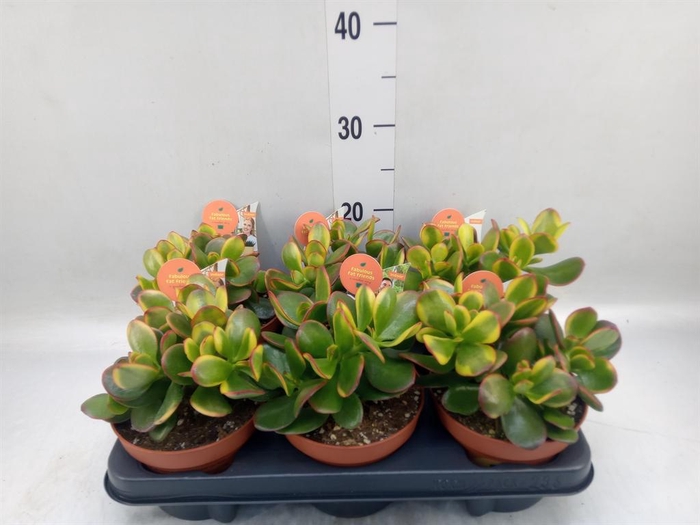 <h4>Crassula ovata 'Sunset'</h4>