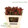 Leucad Salignum Red