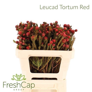 Leucad Tortum Red