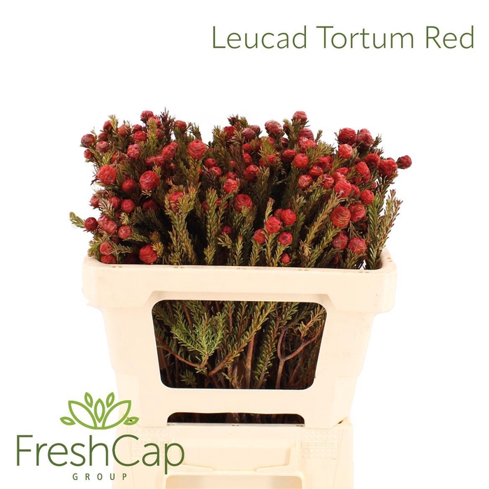 <h4>Leucad Tortum Red</h4>