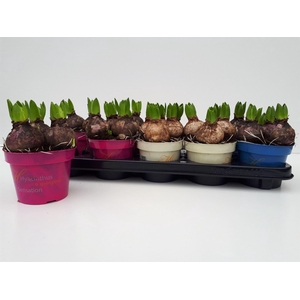Hyacinthus orie.   ...mix 3