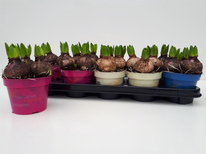 <h4>Hyacinthus orie.   ...mix 3</h4>