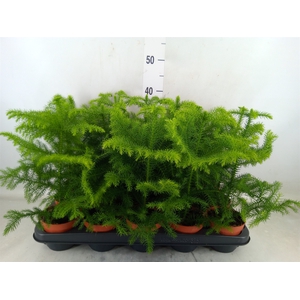 Araucaria heterophylla