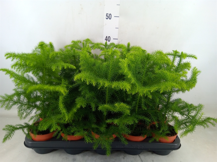<h4>Araucaria heterophylla</h4>