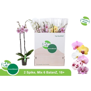 Phalaenopsis gemengd 6 kleuren