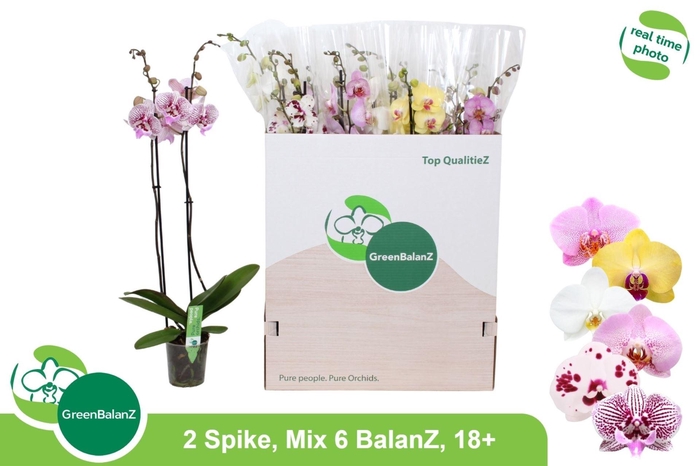 <h4>Phalaenopsis gemengd 6 kleuren</h4>