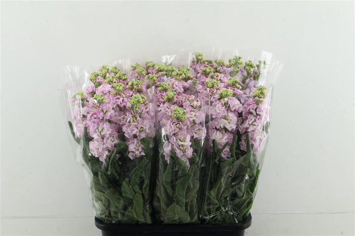 <h4>Matth Iron Cherry Blossom</h4>