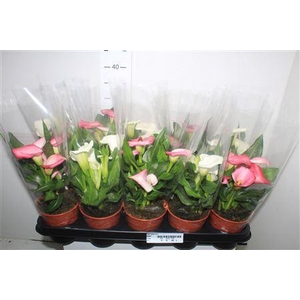 ** Zant Gem 4+ * Autumn Promo *