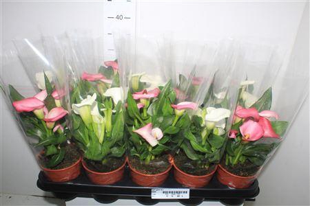 <h4>** Zant Gem 4+ * Autumn Promo *</h4>