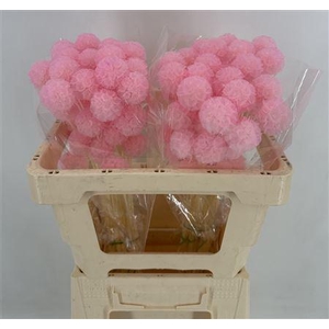 Dr Scabiosa Stel Bleac Pink Blu
