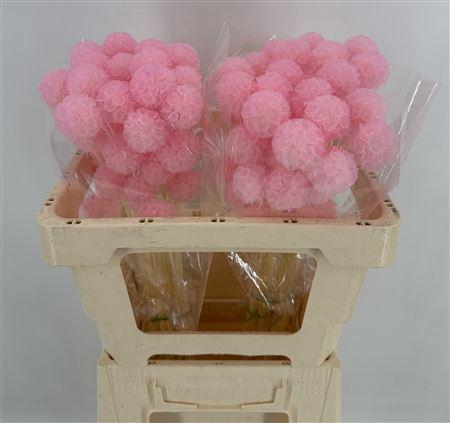 <h4>Dr Scabiosa Stel Bleac Pink Blu</h4>