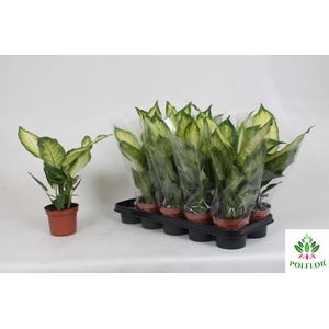 Dieffenbachia Camilla 12Ø 35cm