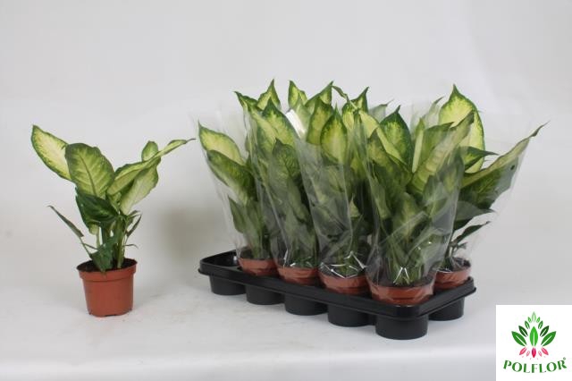 Dieffenbachia Camilla 12Ø 35cm