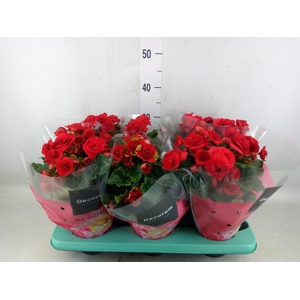 Begonia elat. DU 'Baladin'