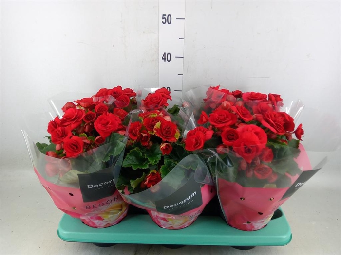 <h4>Begonia elat. DU 'Baladin'</h4>