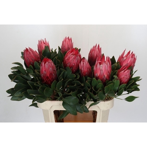 Protea Cynaroides Madiba