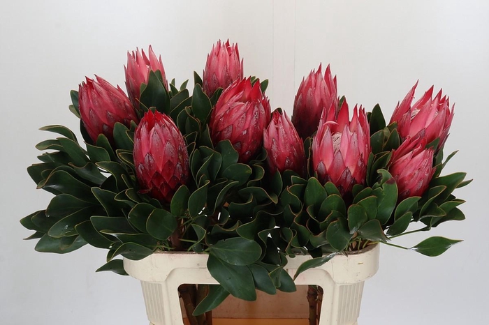 <h4>Protea Cynaroides Madiba</h4>